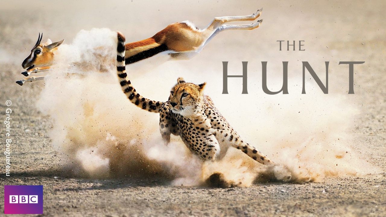 BBC The Hunt (2015) Bluray Google Drive Download