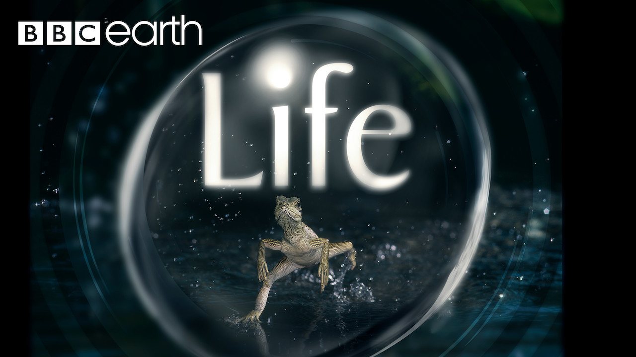 Life (2009) S01 Google Drive Download