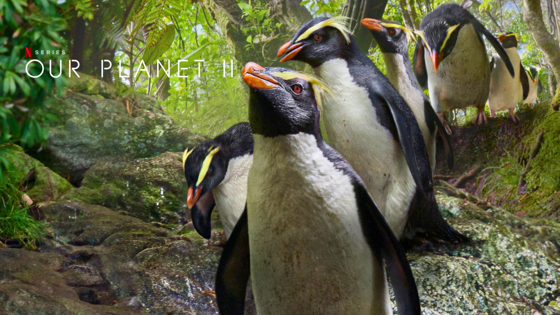 Our Planet (2019) Google Drive Download