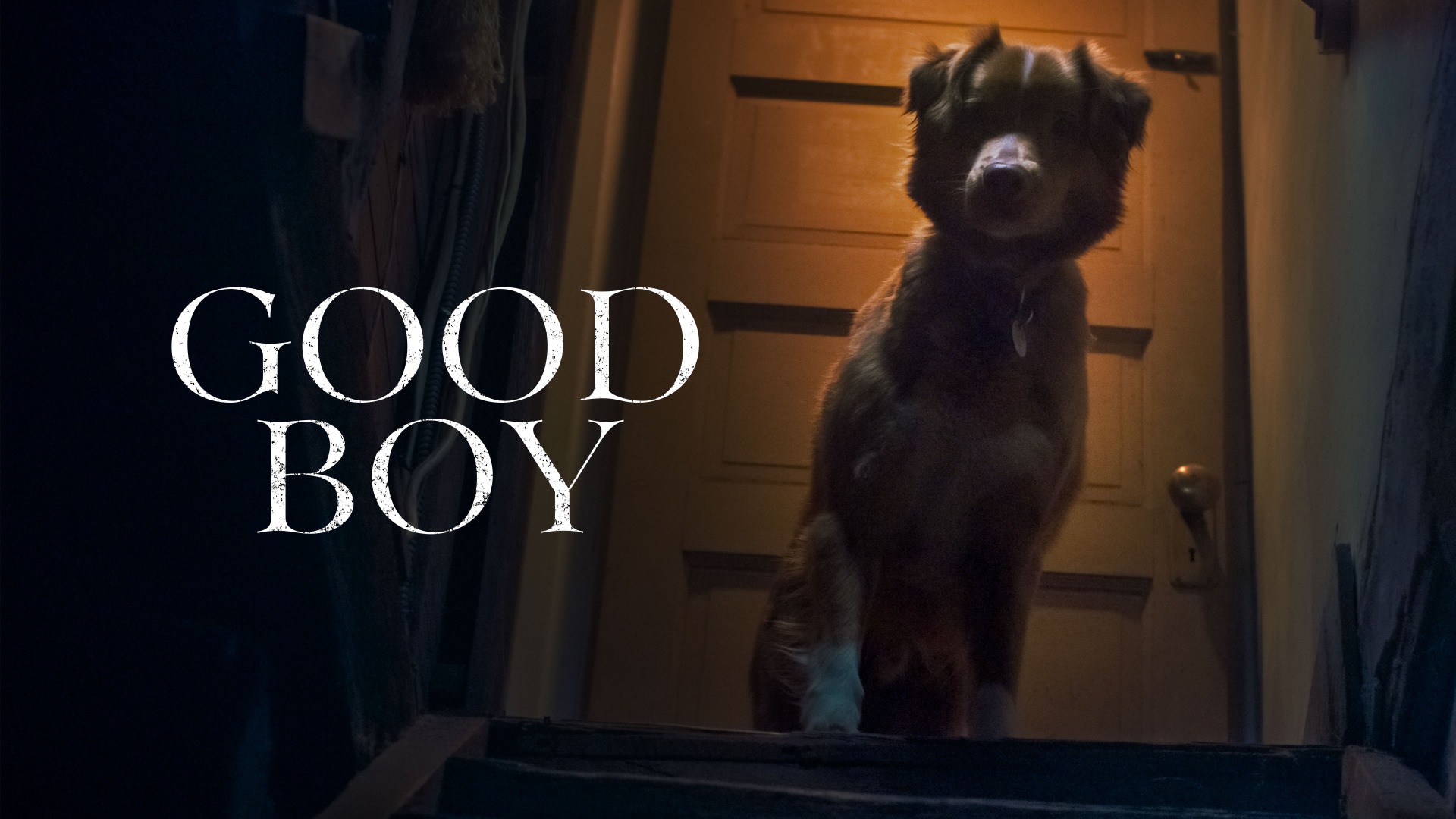 Good Boy (2025) Google Drive Download